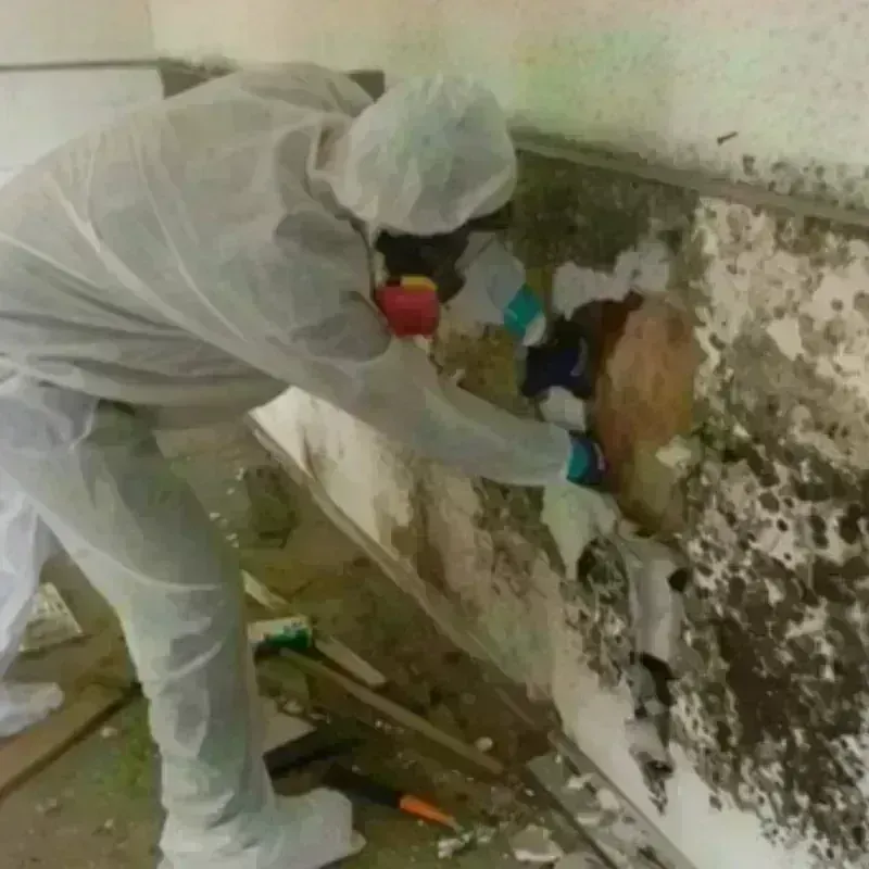 Mold Remediation and Removal in Englewood, IL